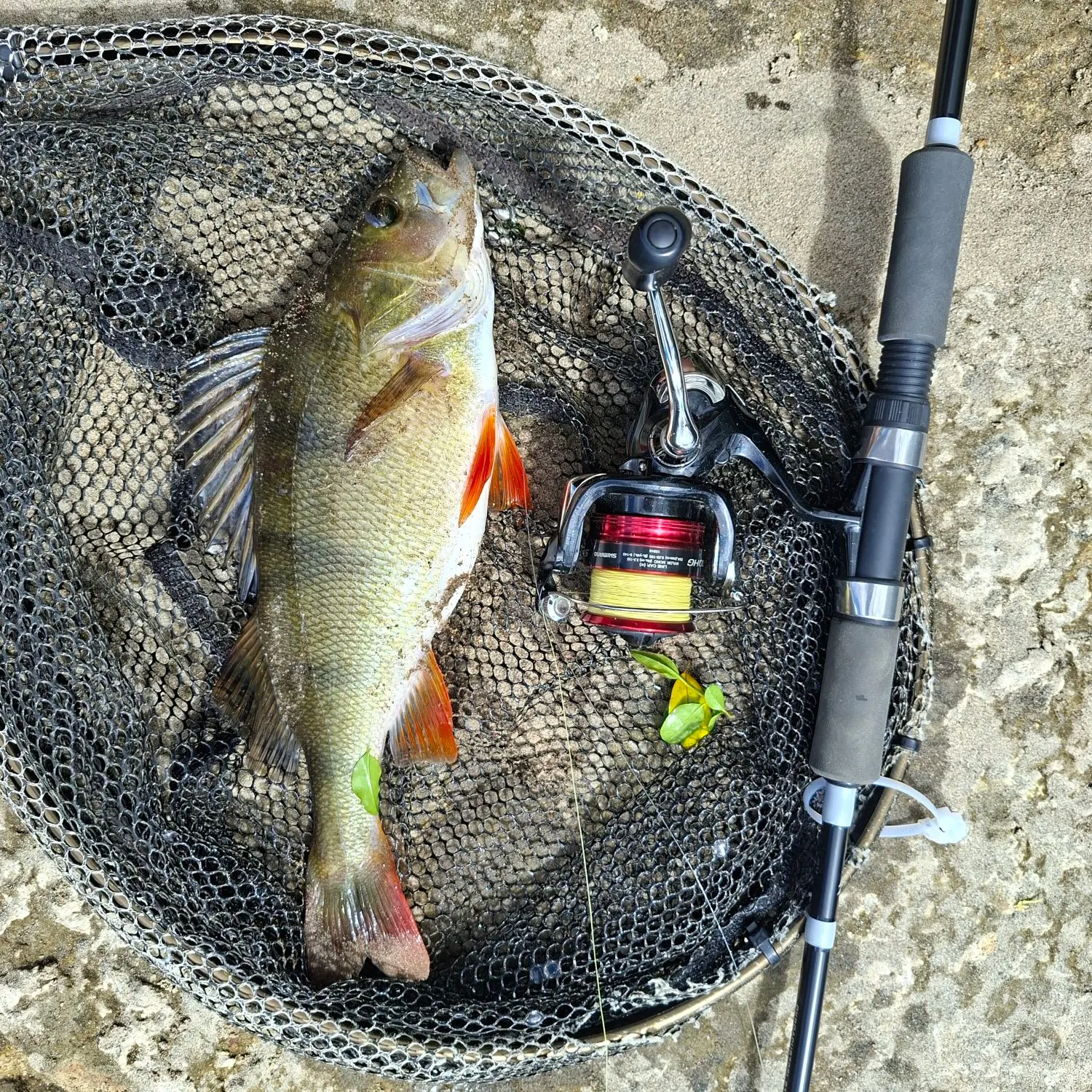 European perch caught on Fishbrain