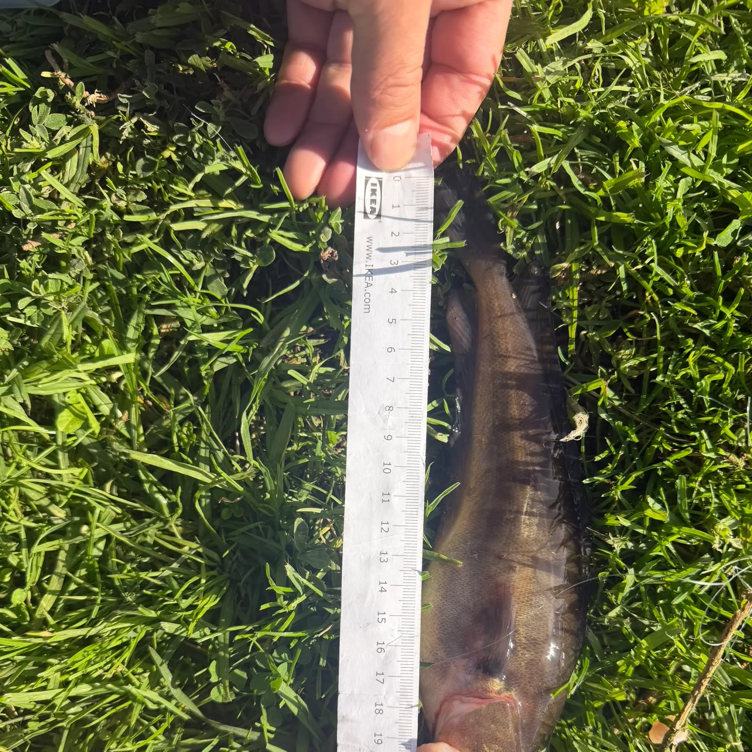 The most recent Red codling catches on Fishbrain
