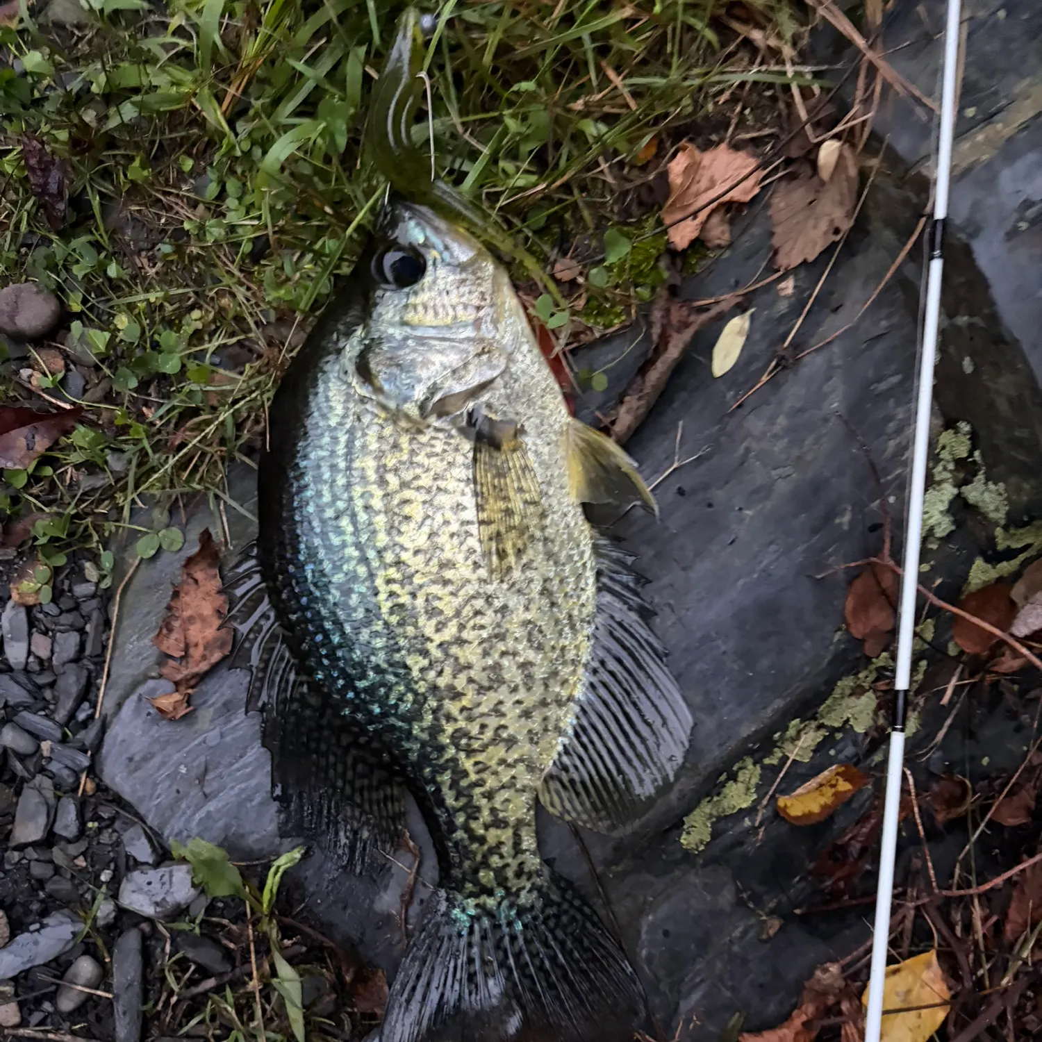 Black crappie caught on Fishbrain