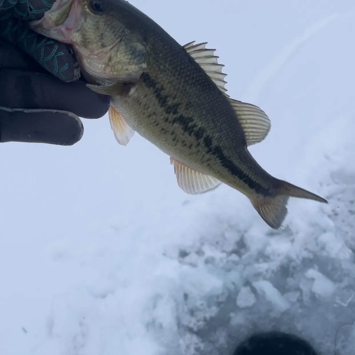 The most recent Largemouth bass catches on Fishbrain