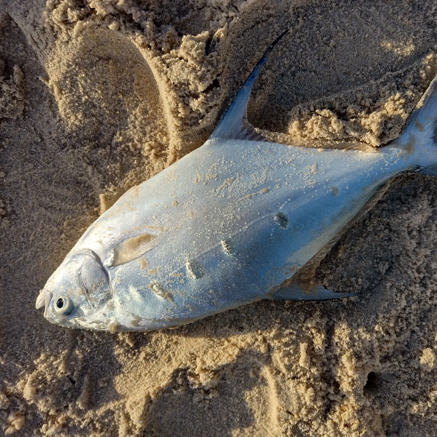 The most recent Swallowtail dart catches on Fishbrain