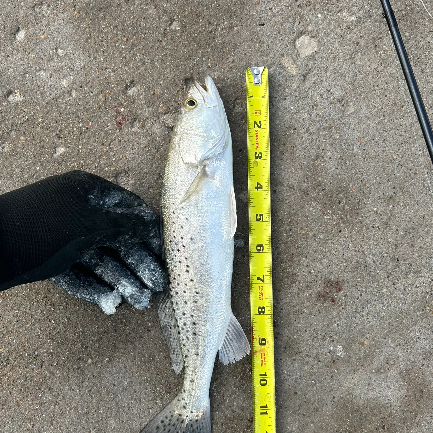 Spotted seatrout caught on Fishbrain