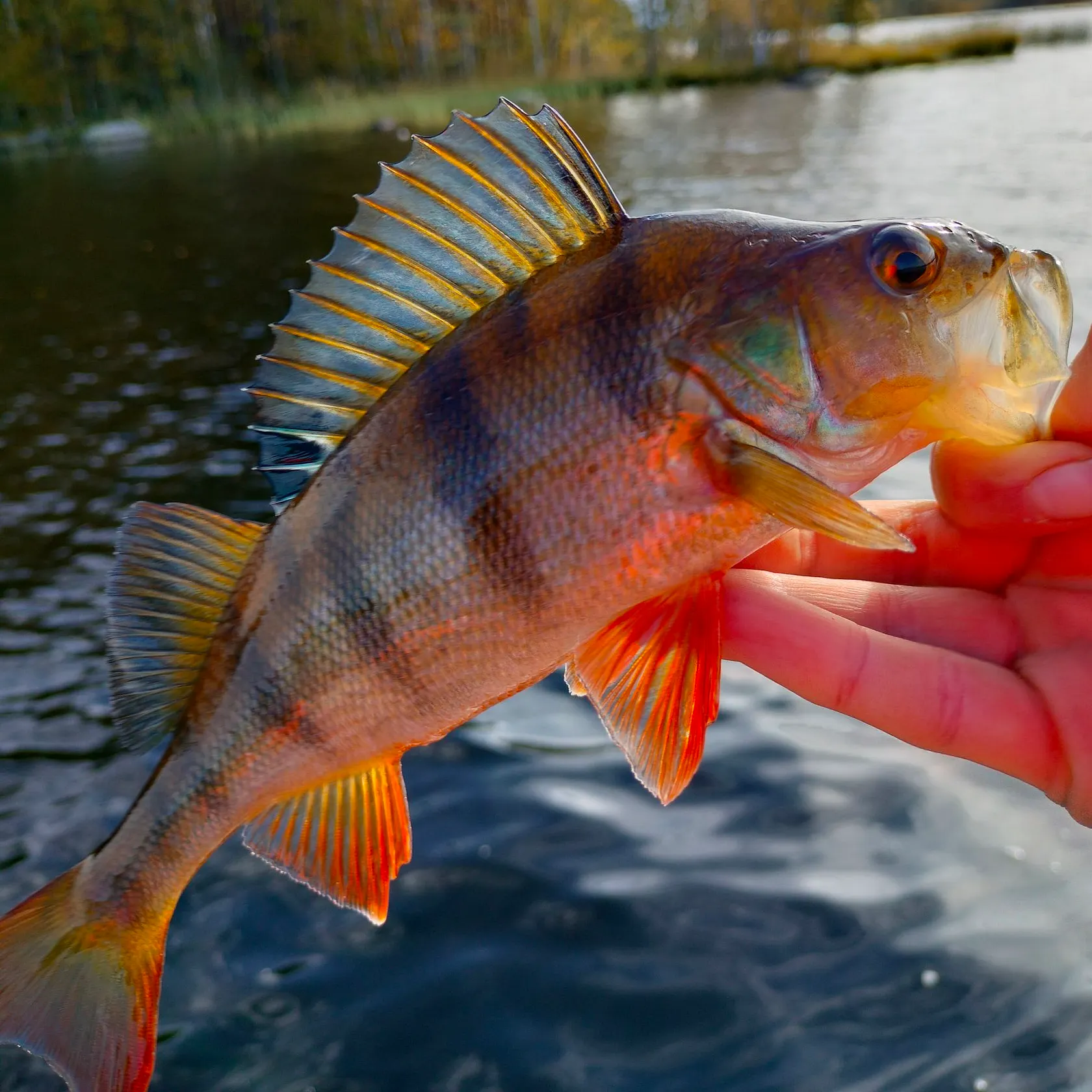 European perch caught on Fishbrain