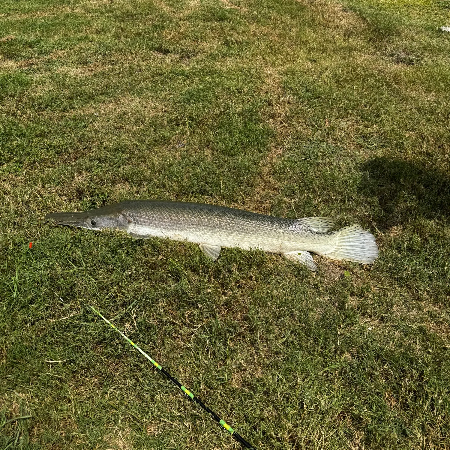 The most recent Alligator gar catches on Fishbrain