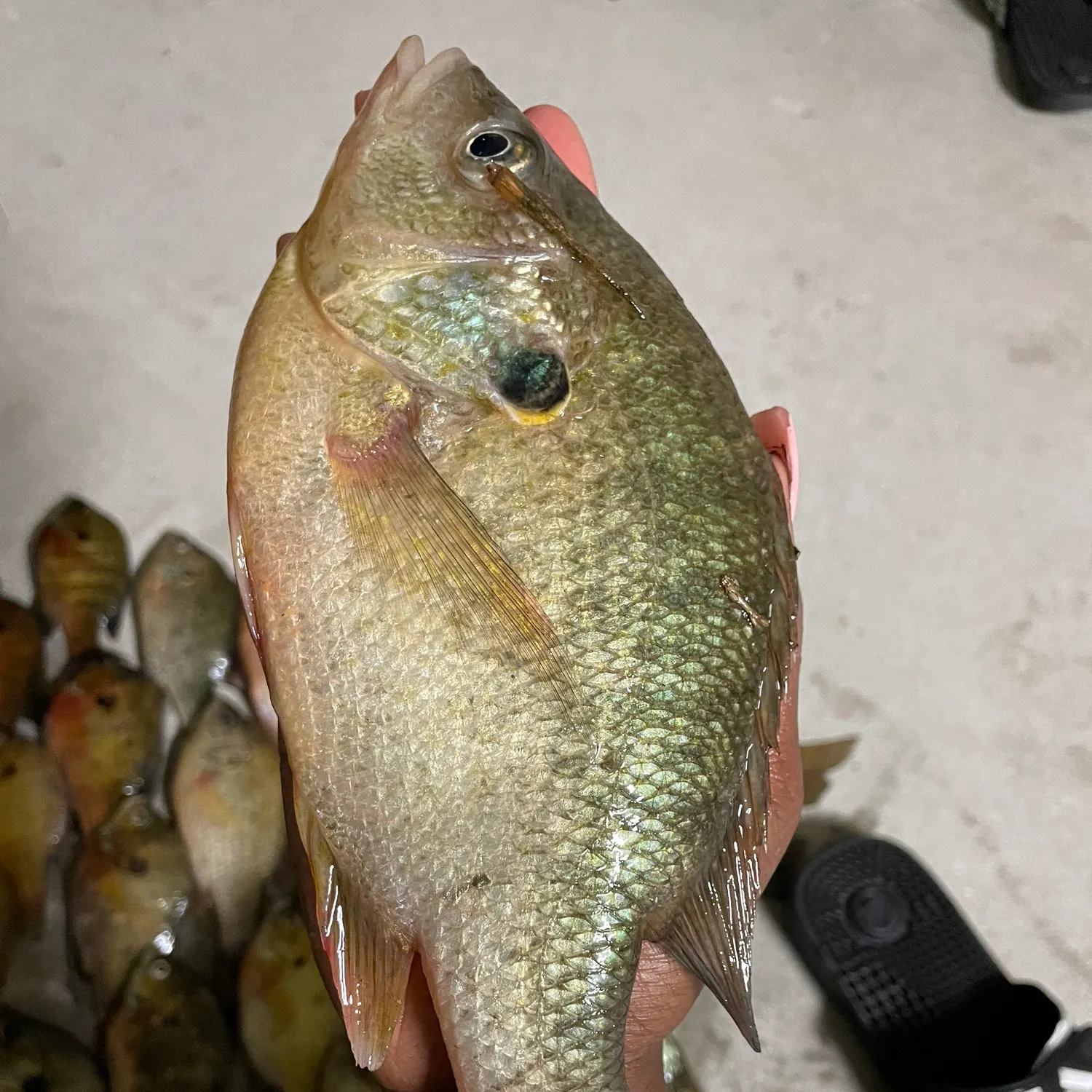recently logged catches