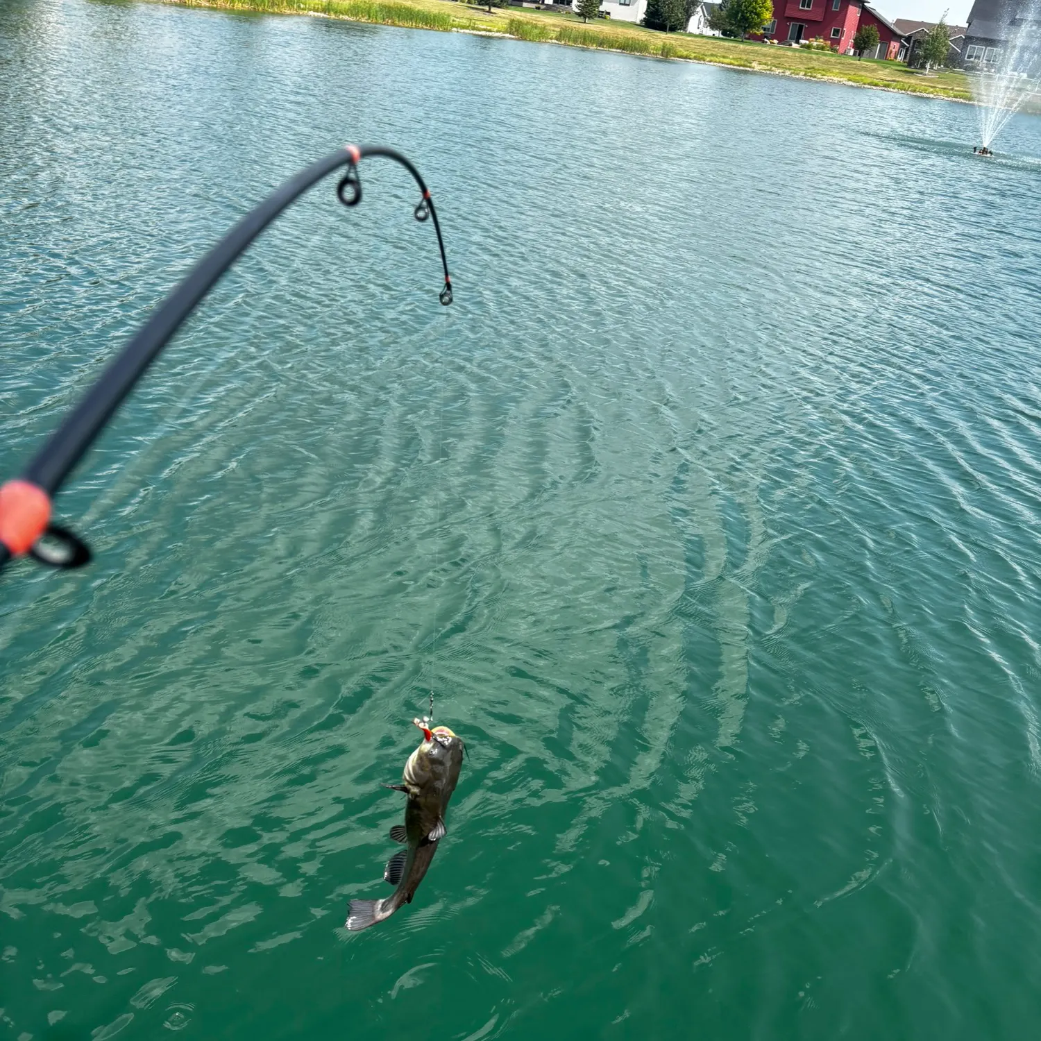Yellow bullhead caught on Fishbrain