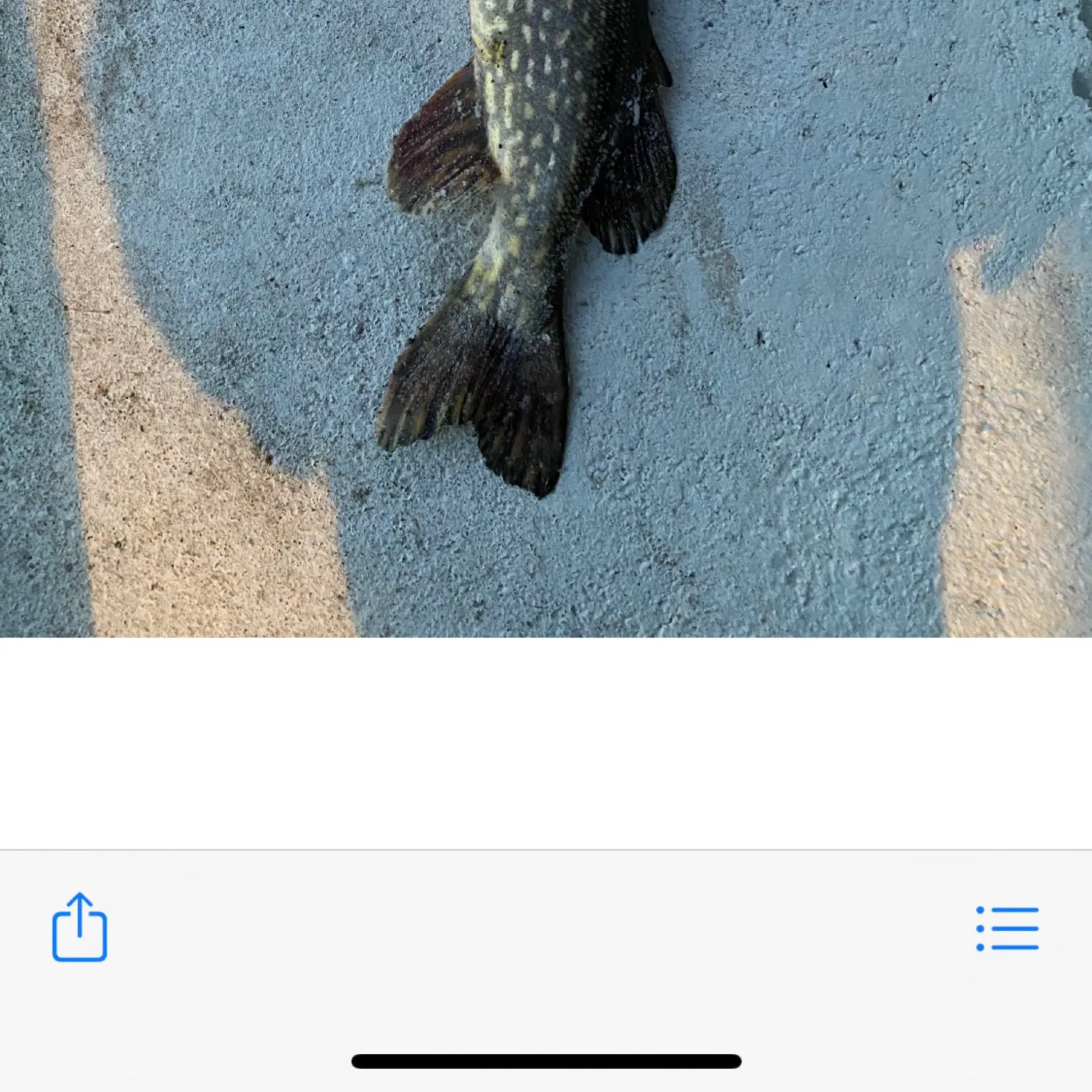 recently logged catches