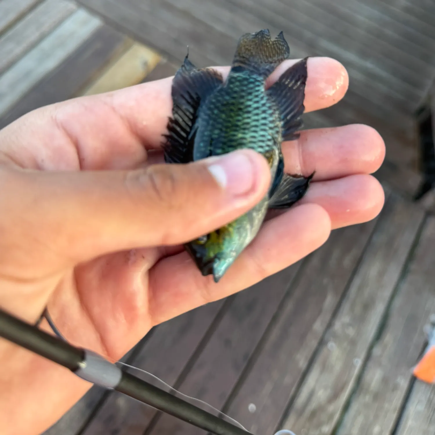 The most recent Chanchita catches on Fishbrain