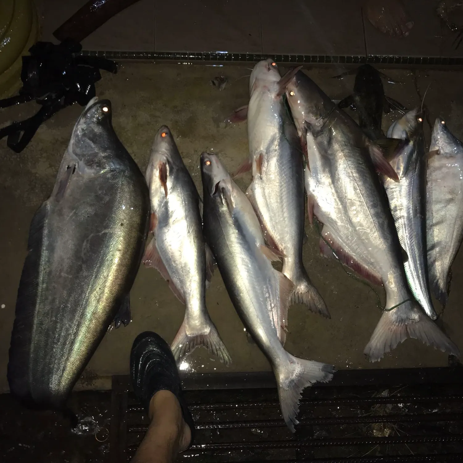 recently logged catches