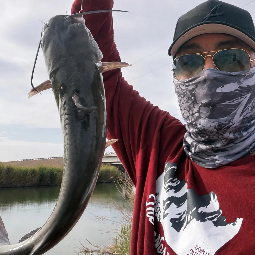 Channel catfish caught on Fishbrain