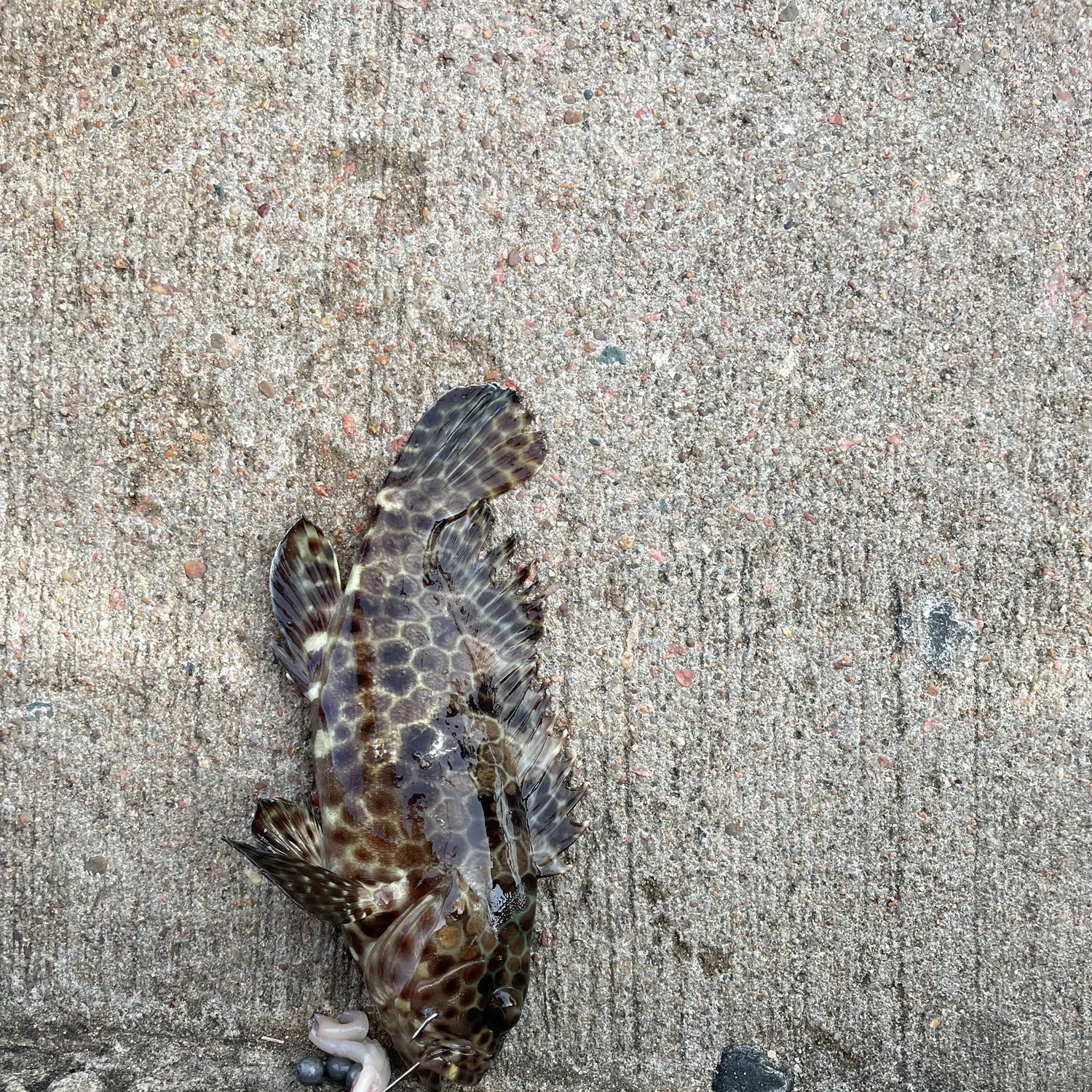 The most recent Honeycomb grouper catches on Fishbrain