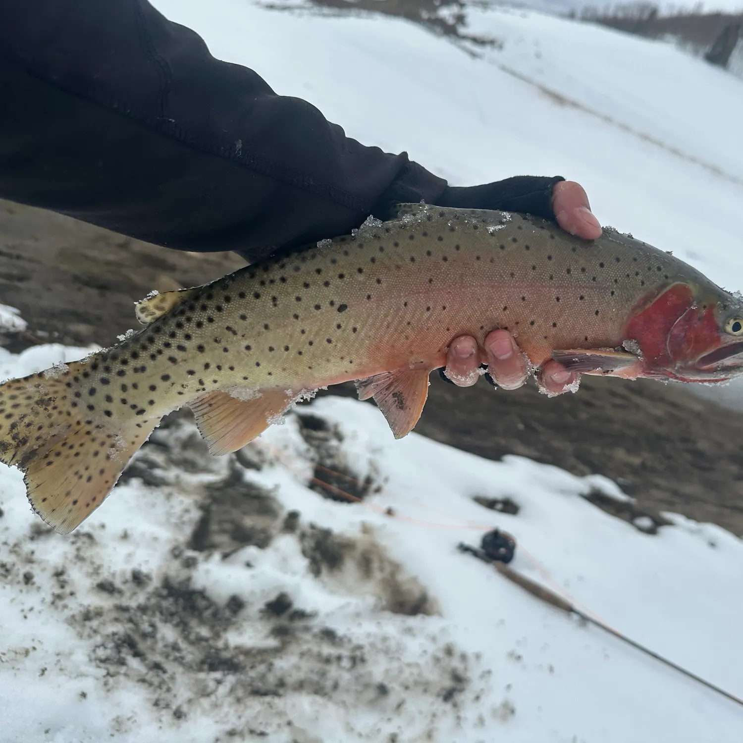 most liked catch image
