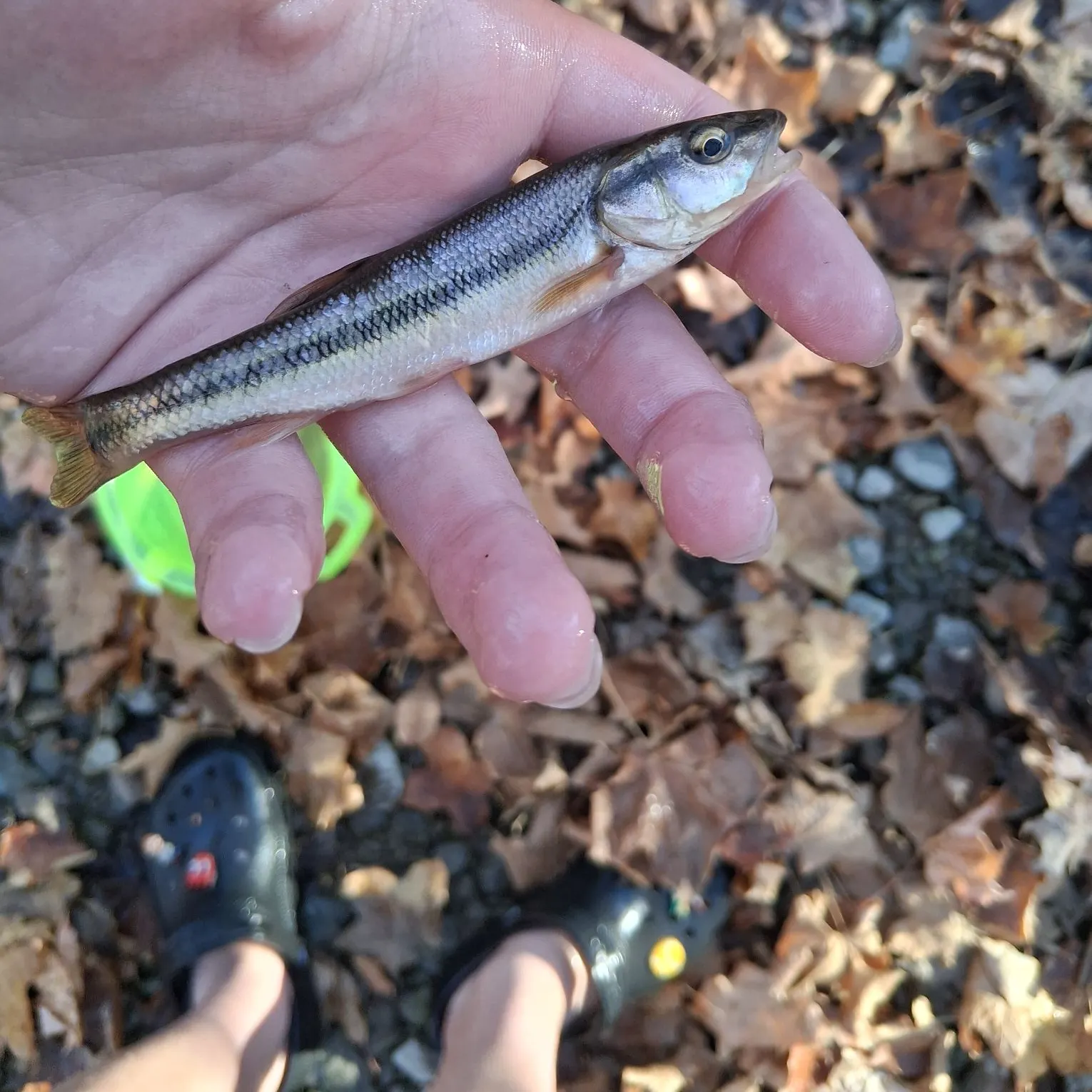 Creek chub caught on Fishbrain