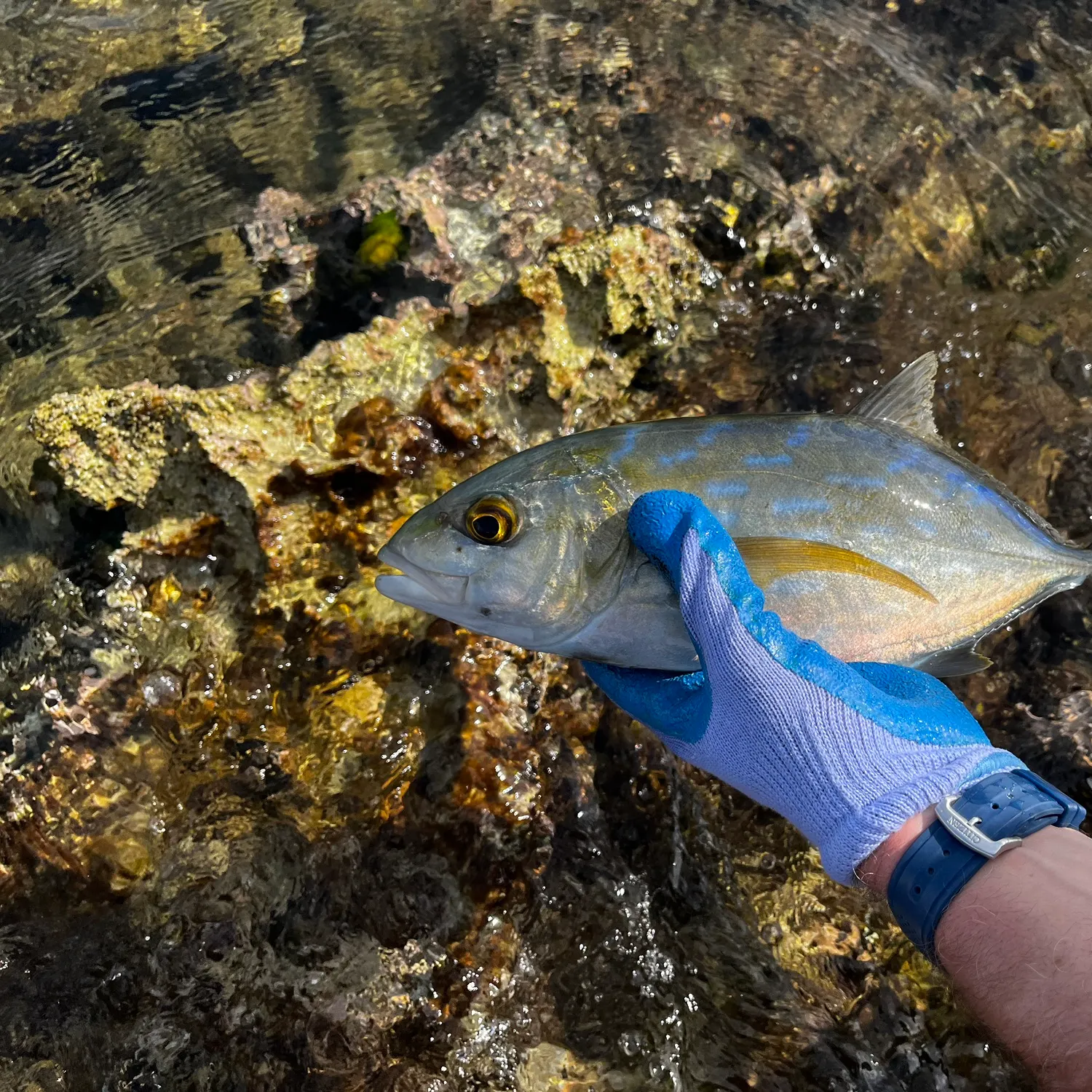 The most recent Yellow jack catches on Fishbrain