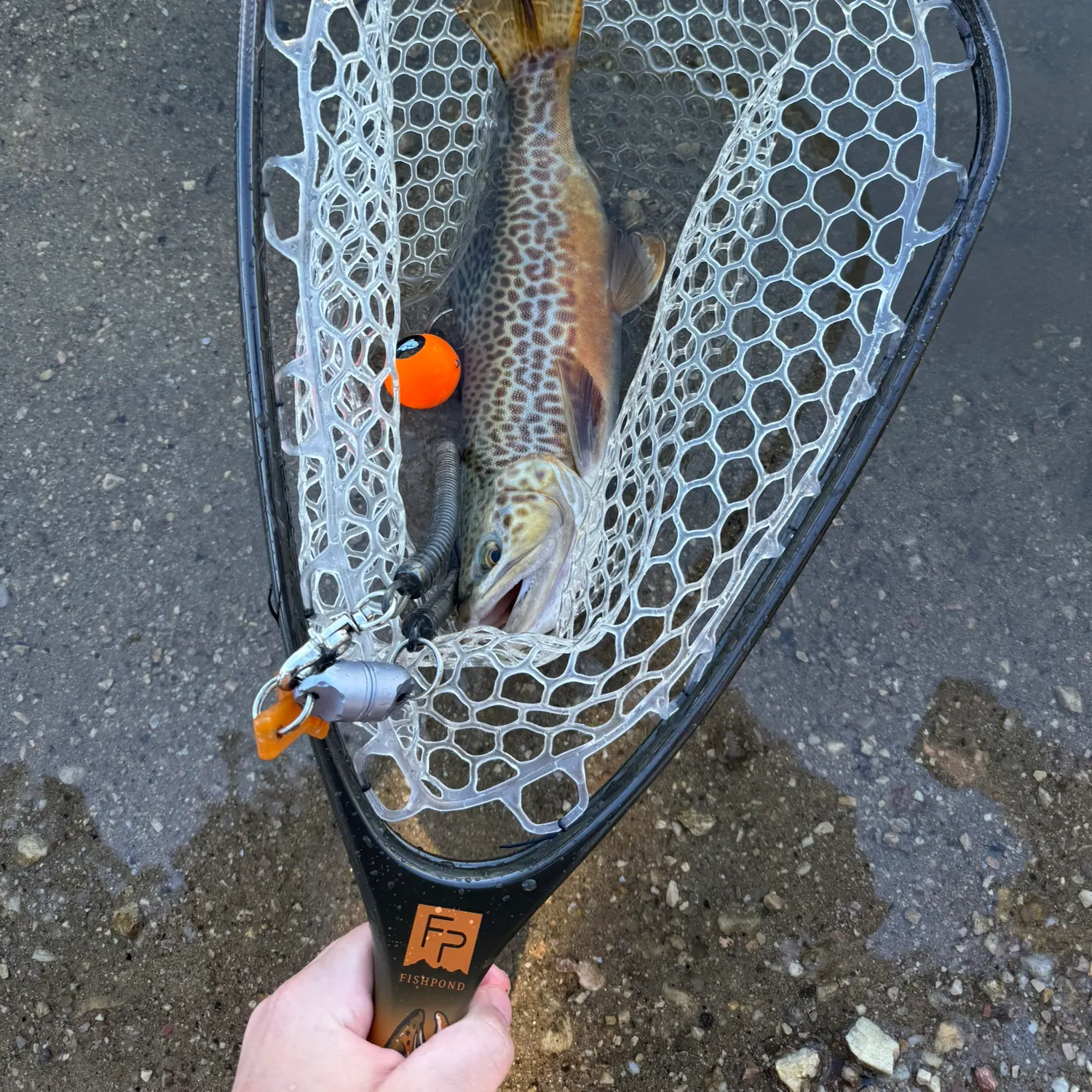 Tiger trout caught on Fishbrain
