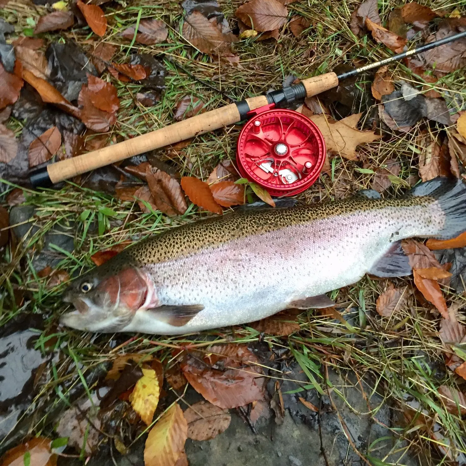 angler catch