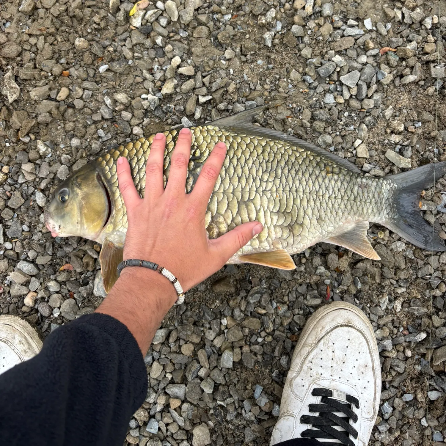The most recent Quillback catches on Fishbrain