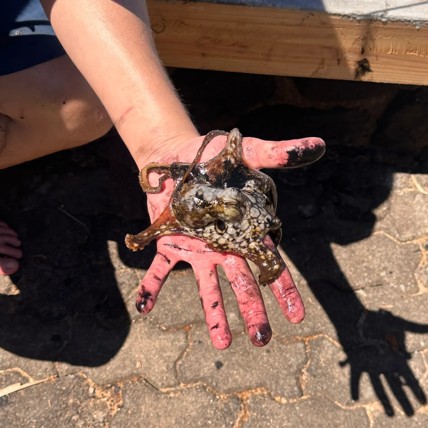 The most recent Common octopus catches on Fishbrain