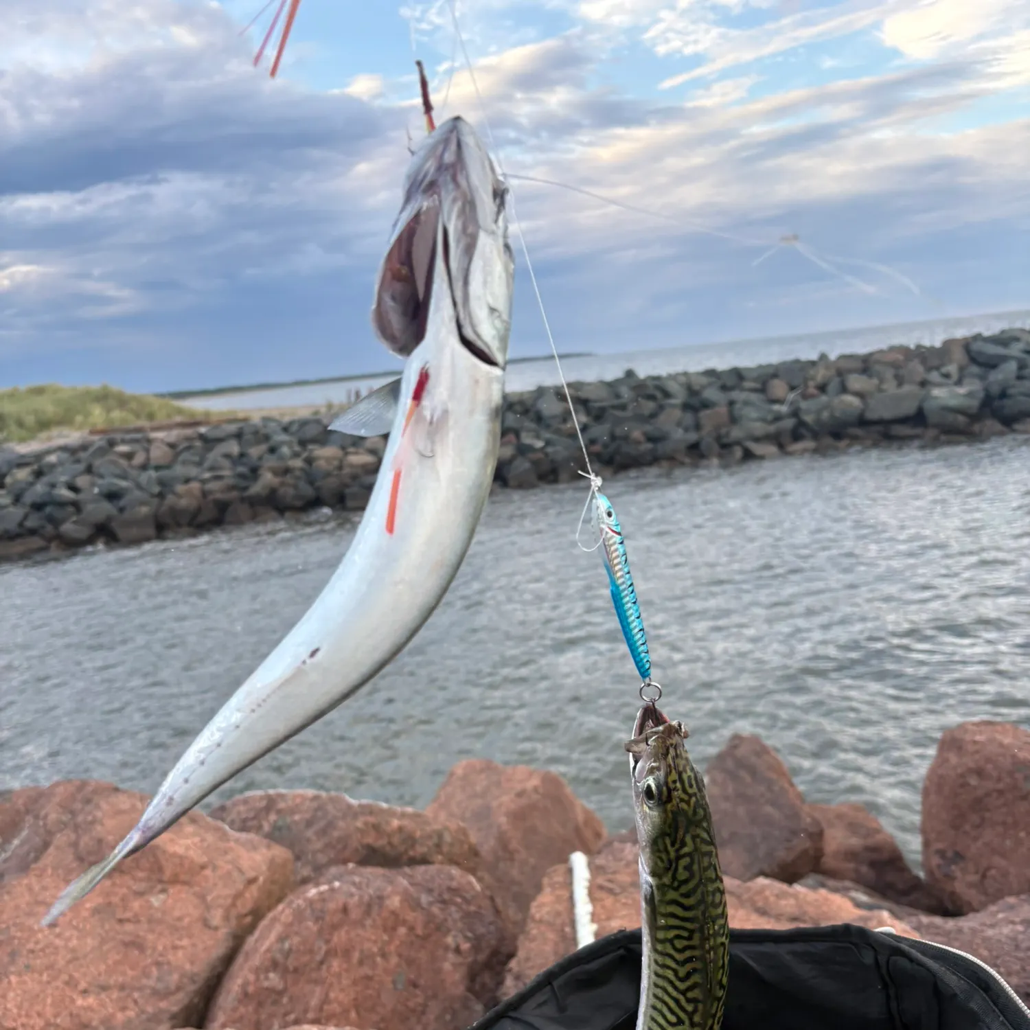 Atlantic mackerel caught on Fishbrain
