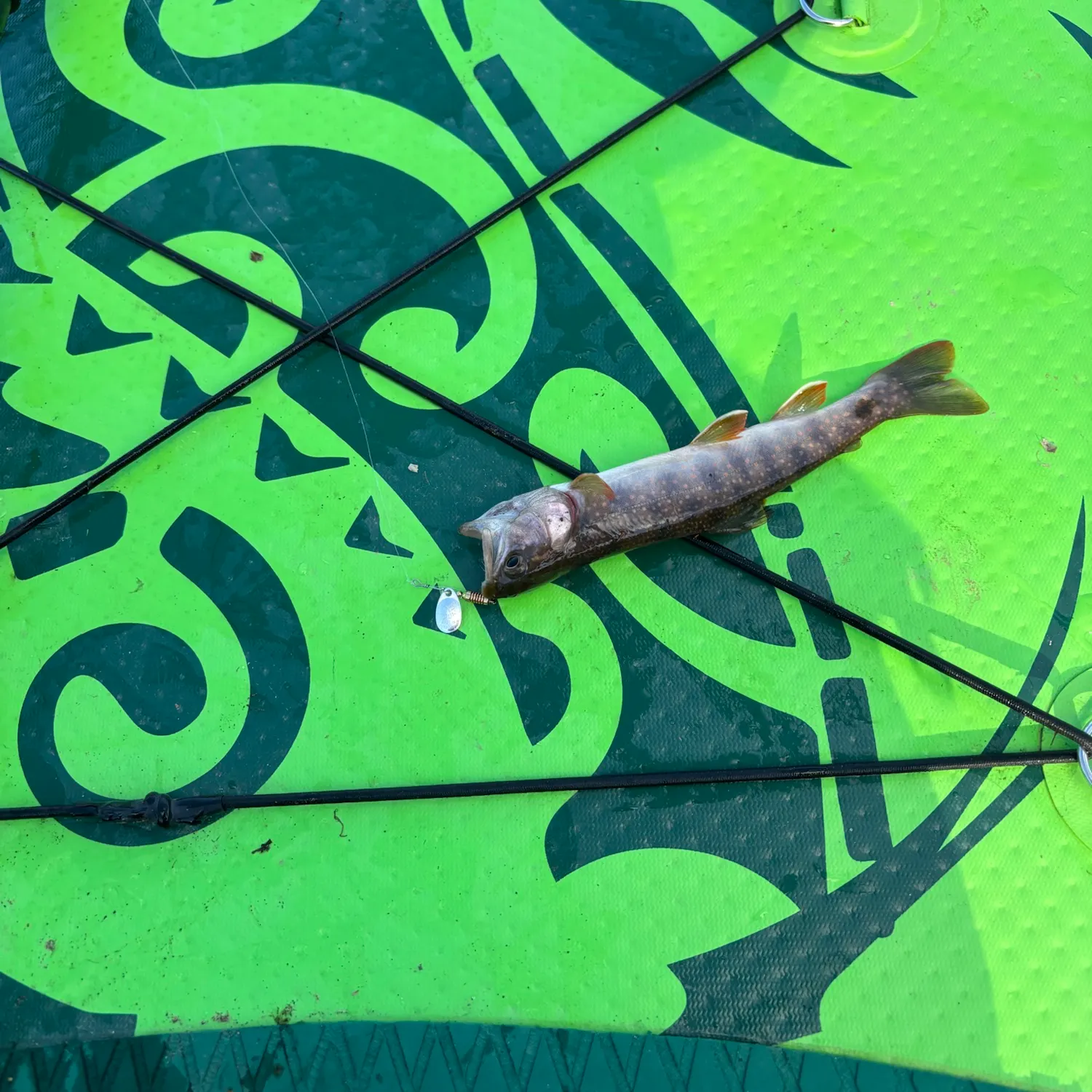 Dolly varden caught on Fishbrain
