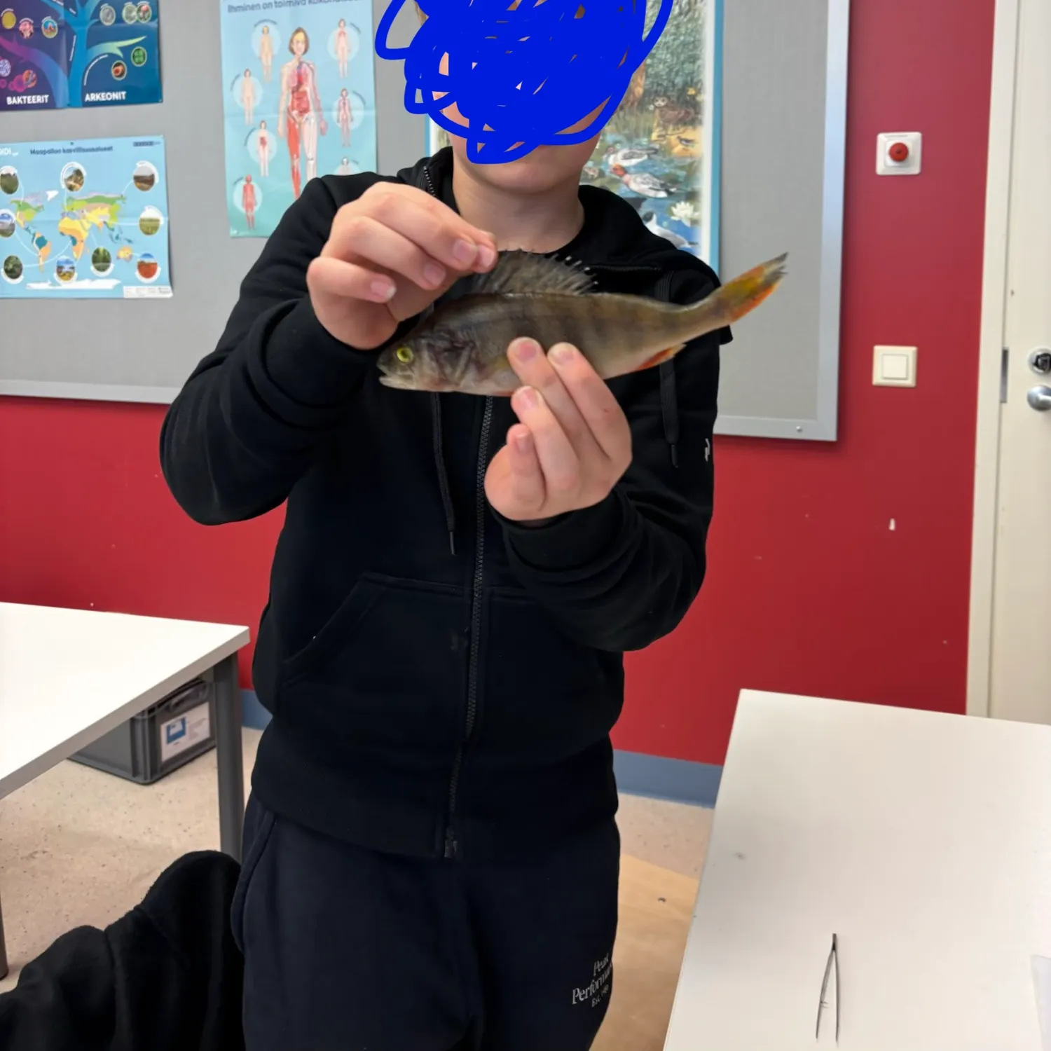 European perch caught on Fishbrain