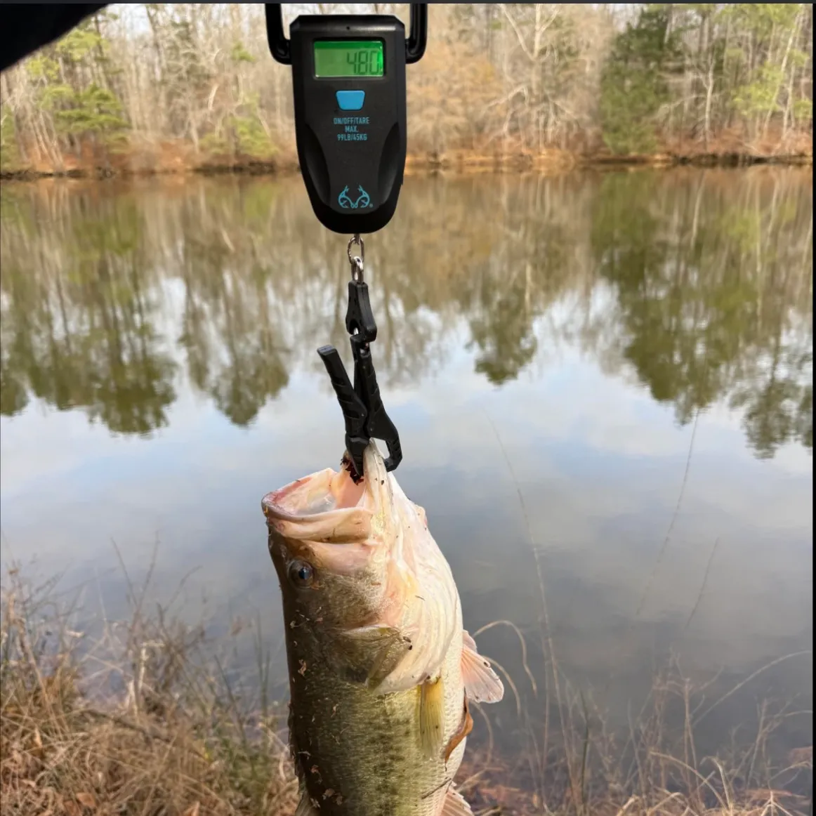 Largemouth bass caught on Fishbrain