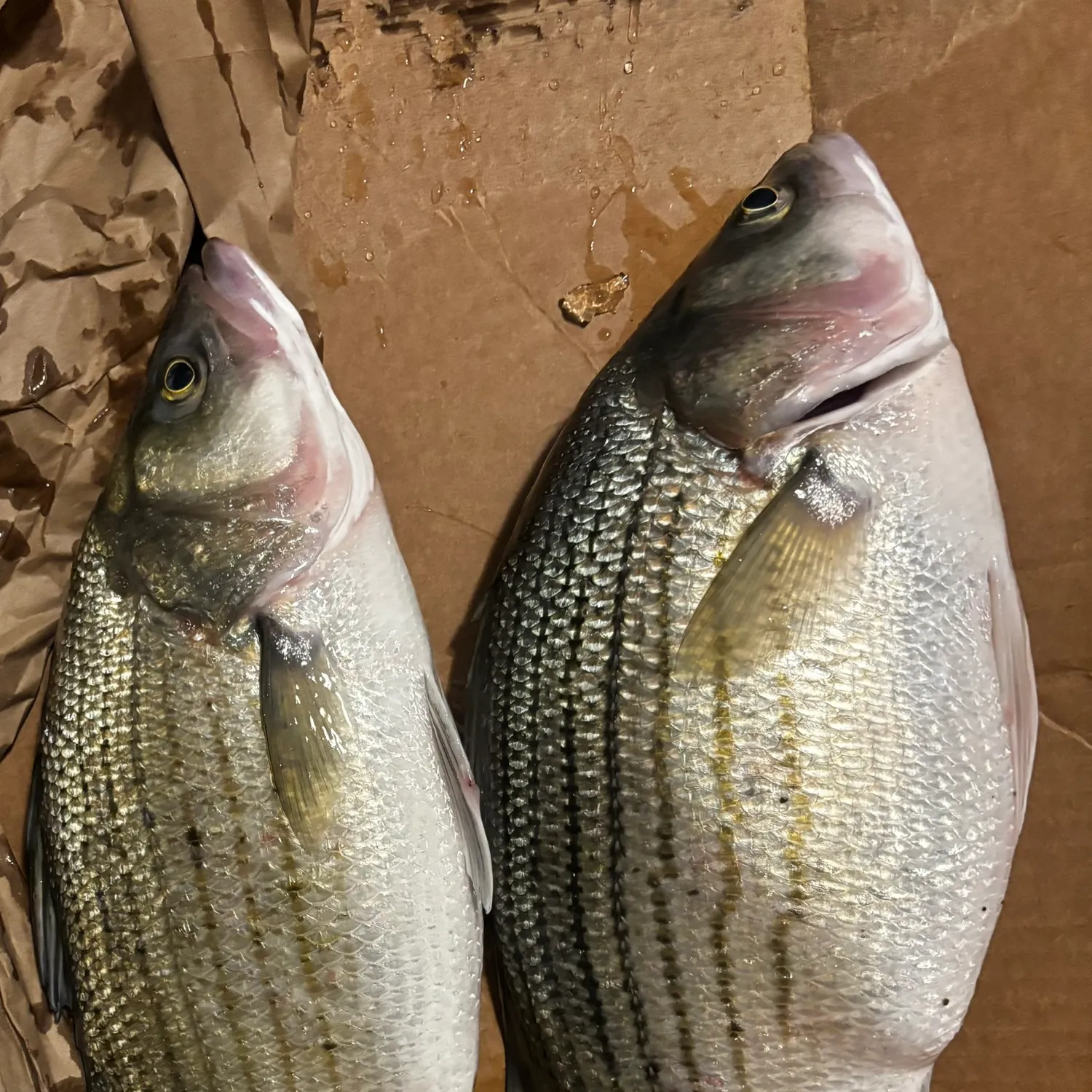 recently logged catches