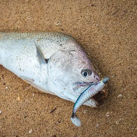 The most recent Scaly jewfish catches on Fishbrain