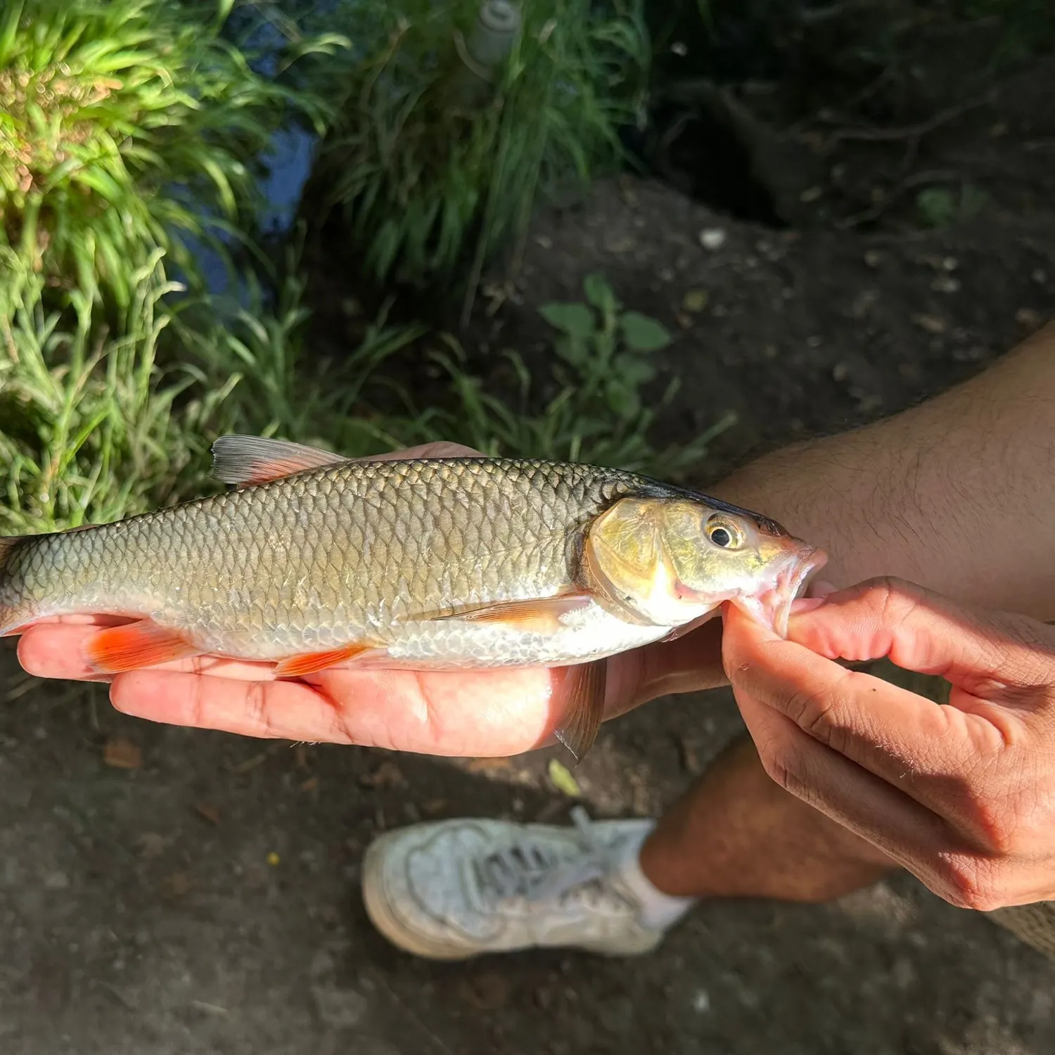 angler catch