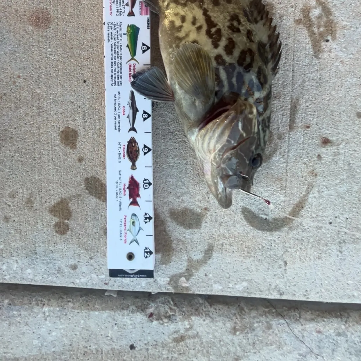 Gag grouper caught on Fishbrain