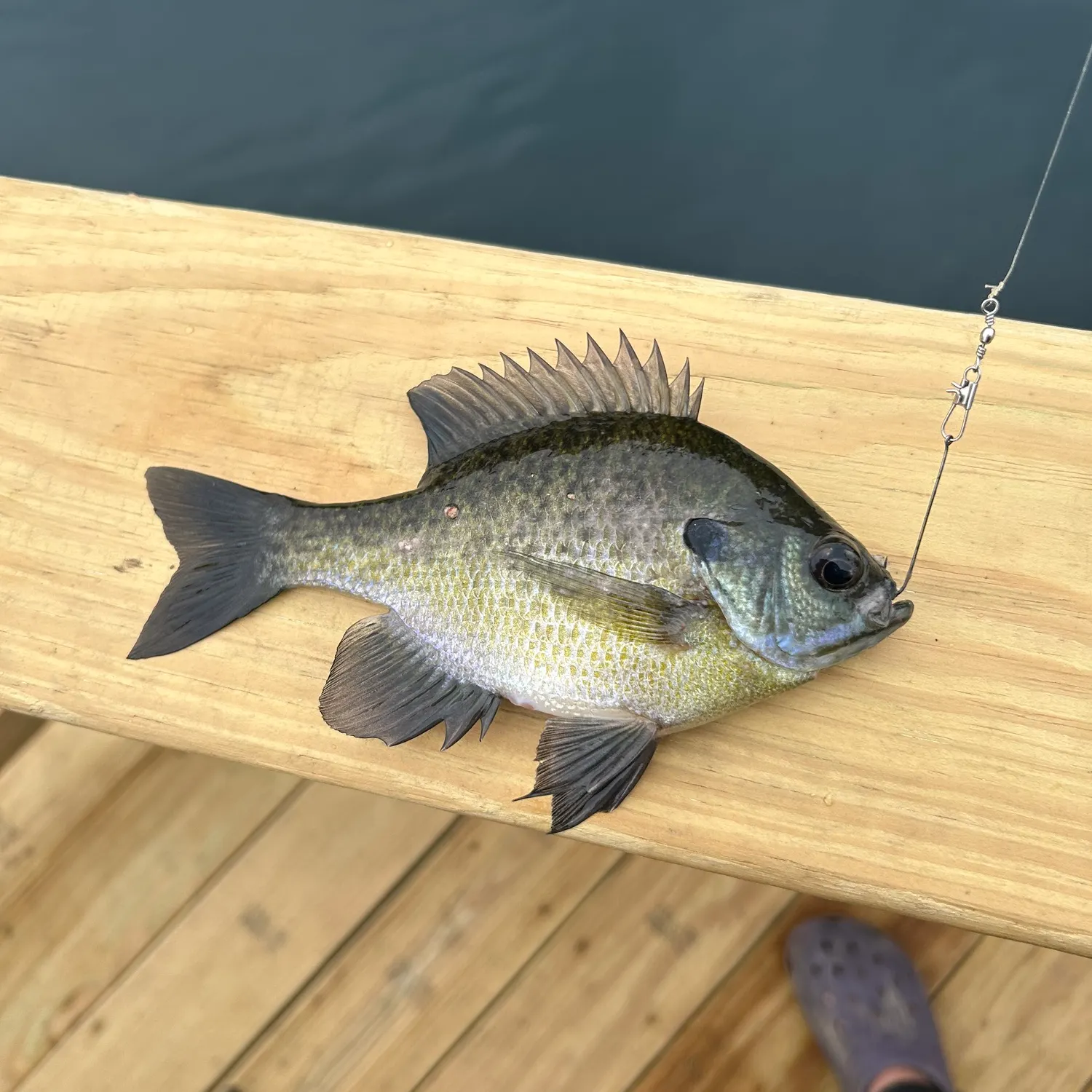 Bluegill caught on Fishbrain