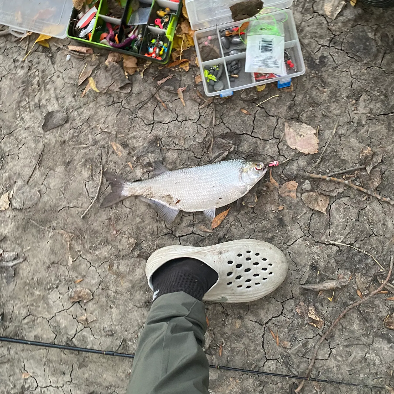 The most recent Goldeye catches on Fishbrain