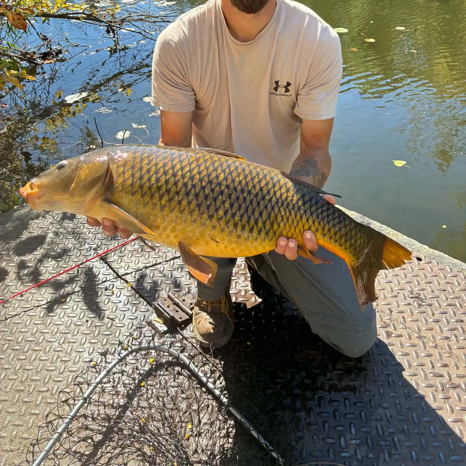 Common carp caught on Fishbrain