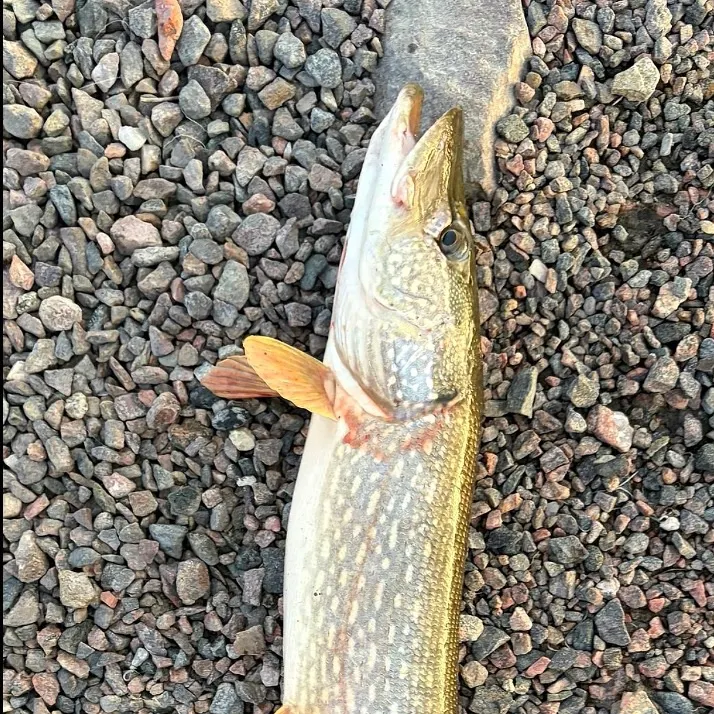 Northern pike caught on Fishbrain