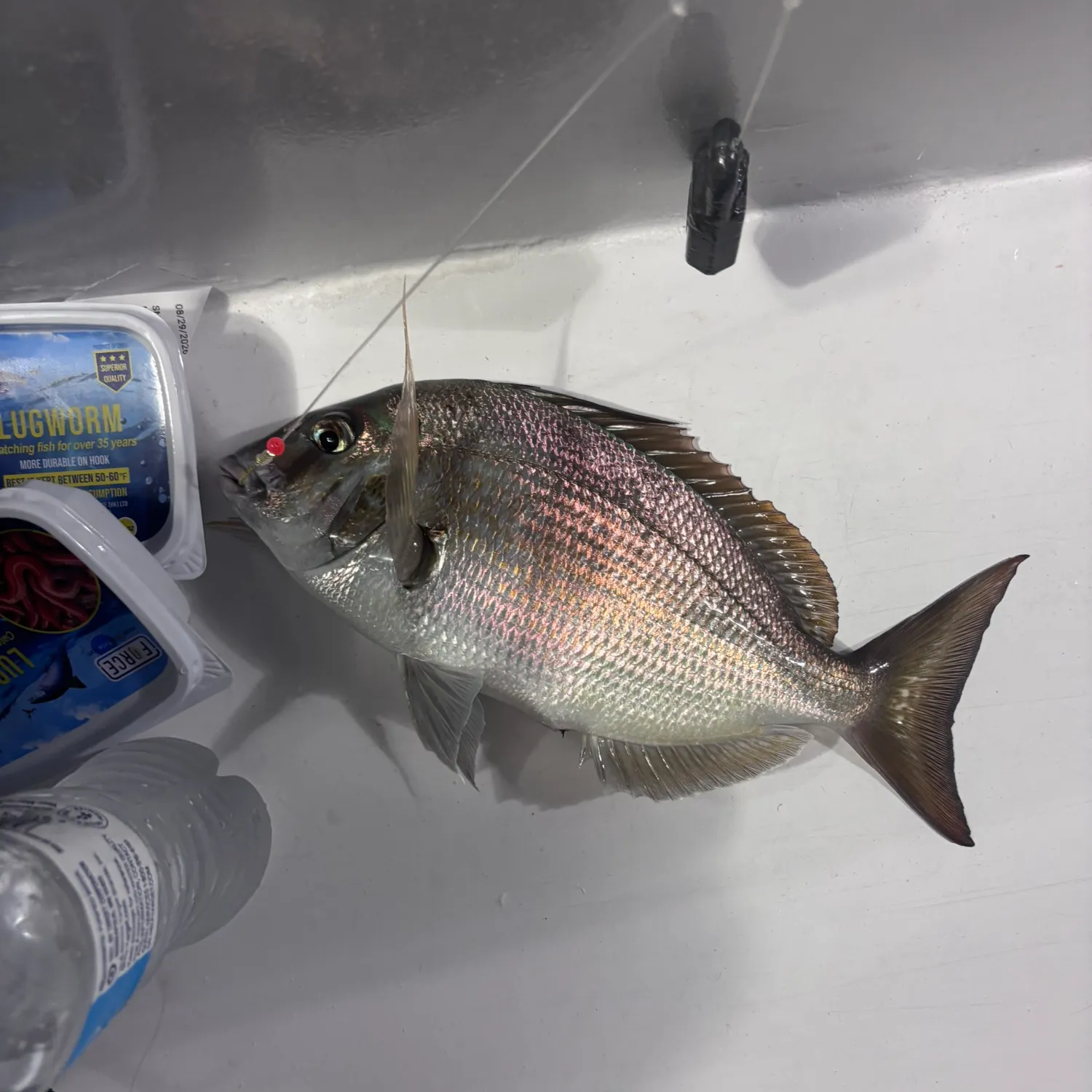 Scup caught on Fishbrain
