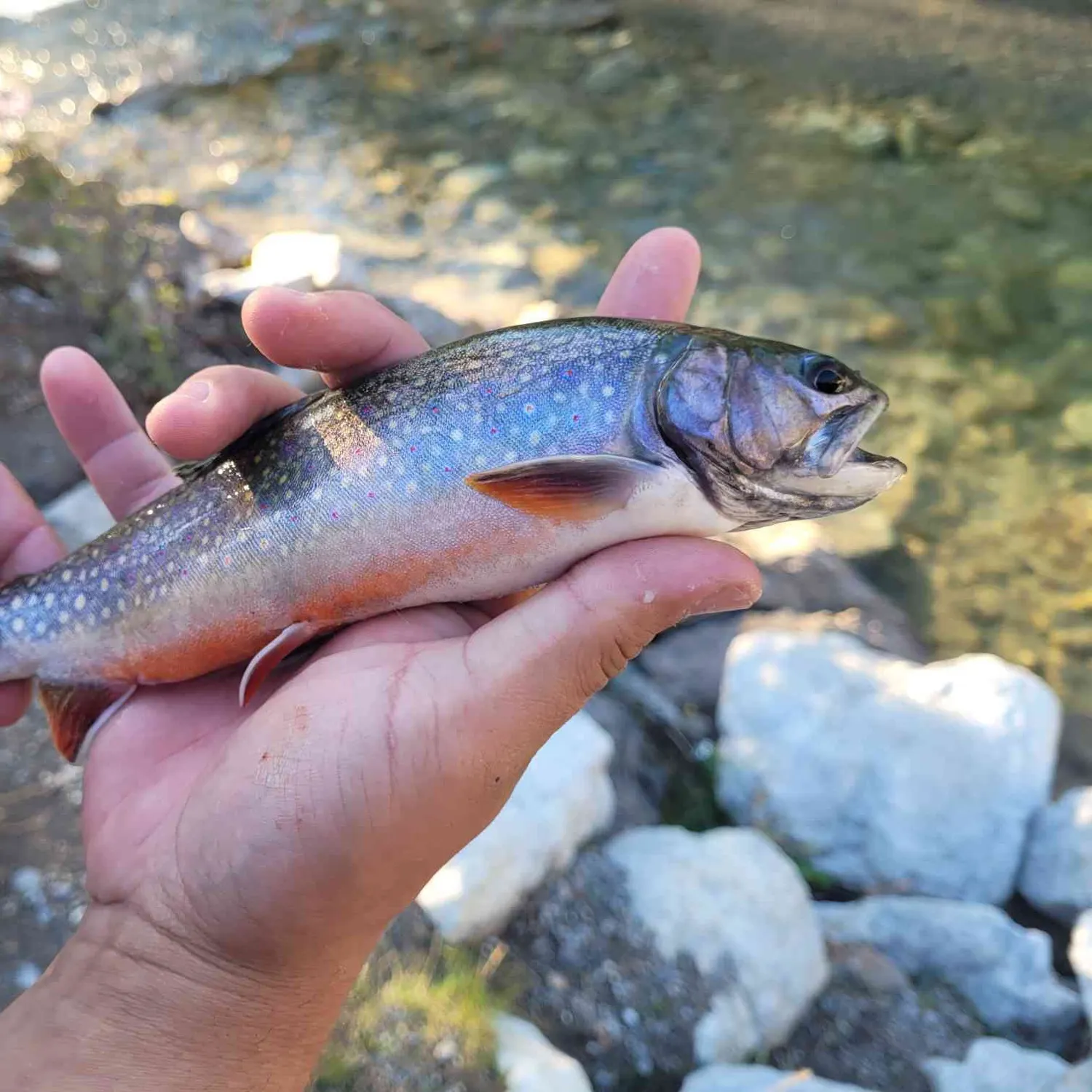 Brook trout caught on Fishbrain