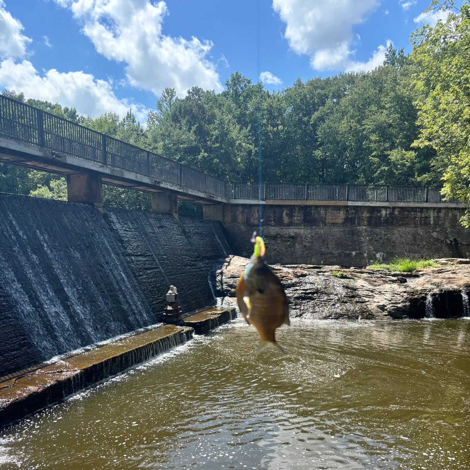 Bluegill caught on Fishbrain