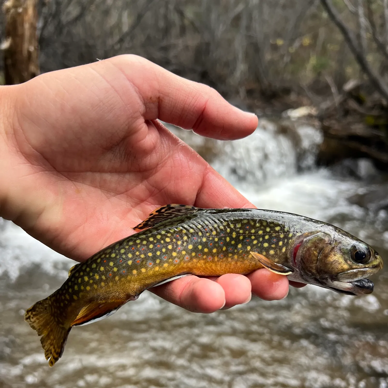 Brook trout caught on Fishbrain