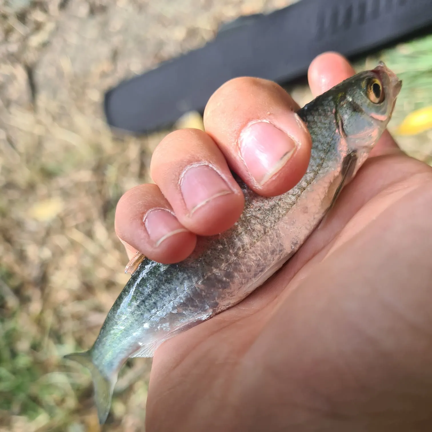 The most recent Common bleak catches on Fishbrain