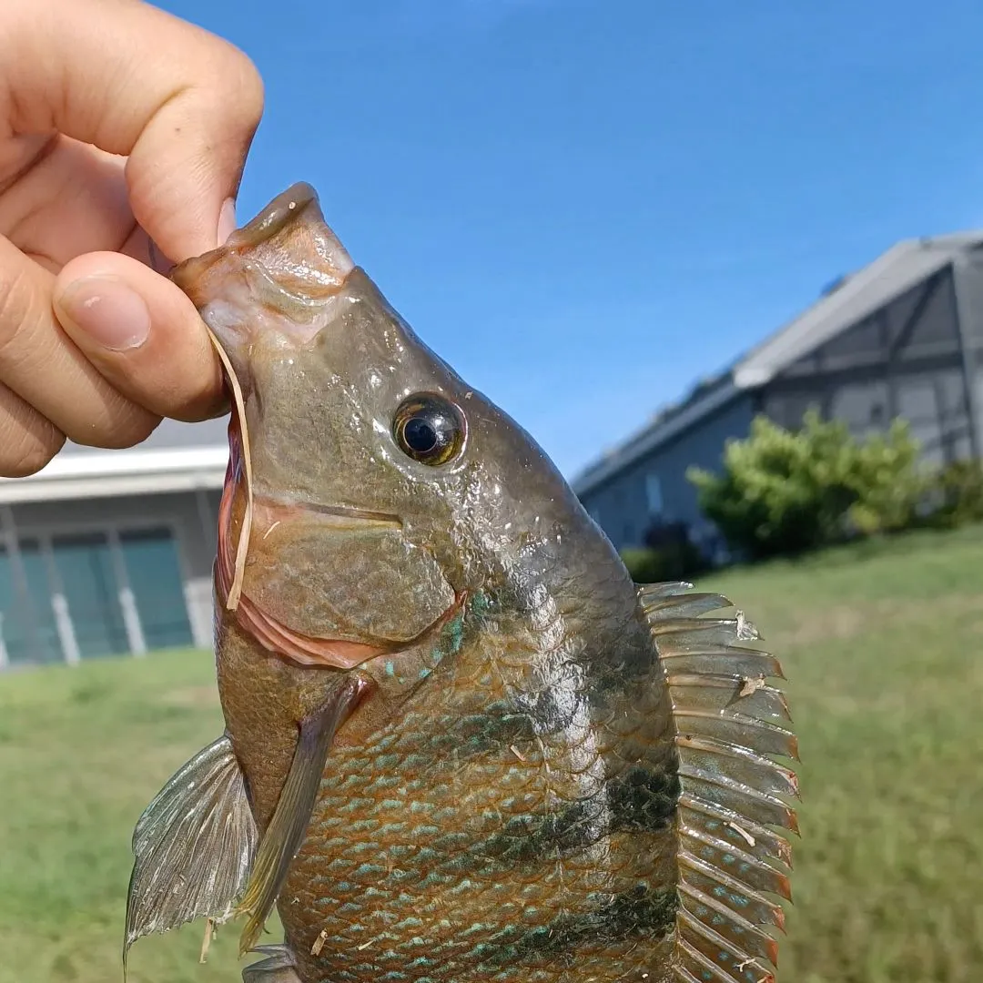 The most recent Mayan cichlid catches on Fishbrain