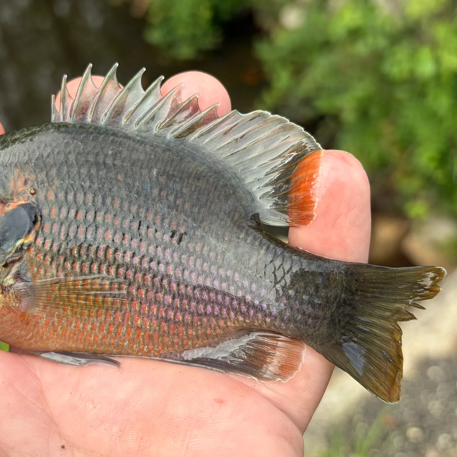 The most recent Redspotted sunfish catches on Fishbrain