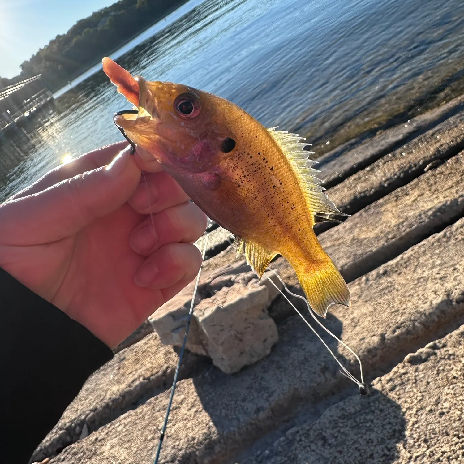 Longear sunfish caught on Fishbrain