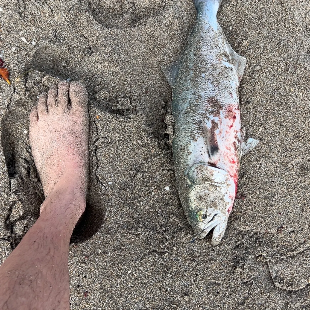 The most recent Bluefish catches on Fishbrain