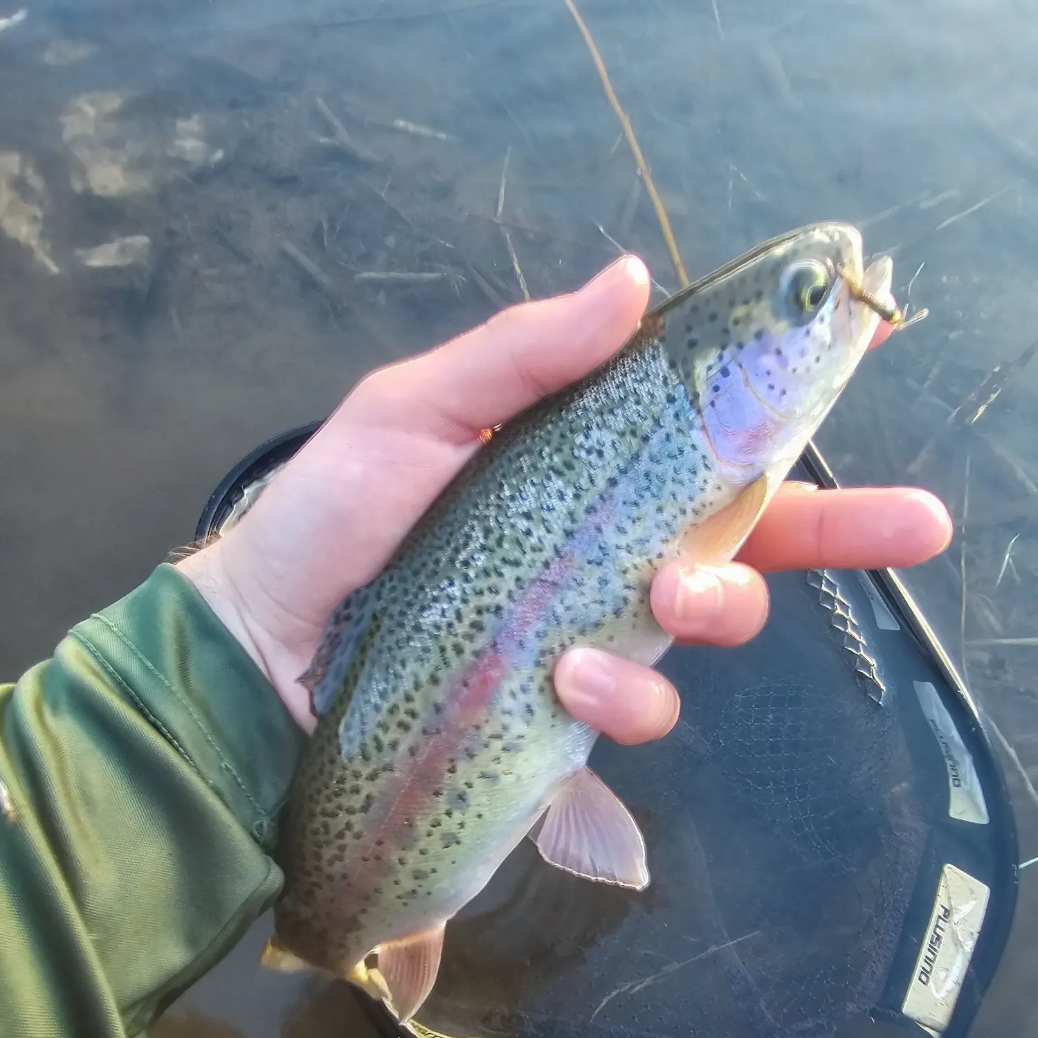 Rainbow trout caught on Fishbrain