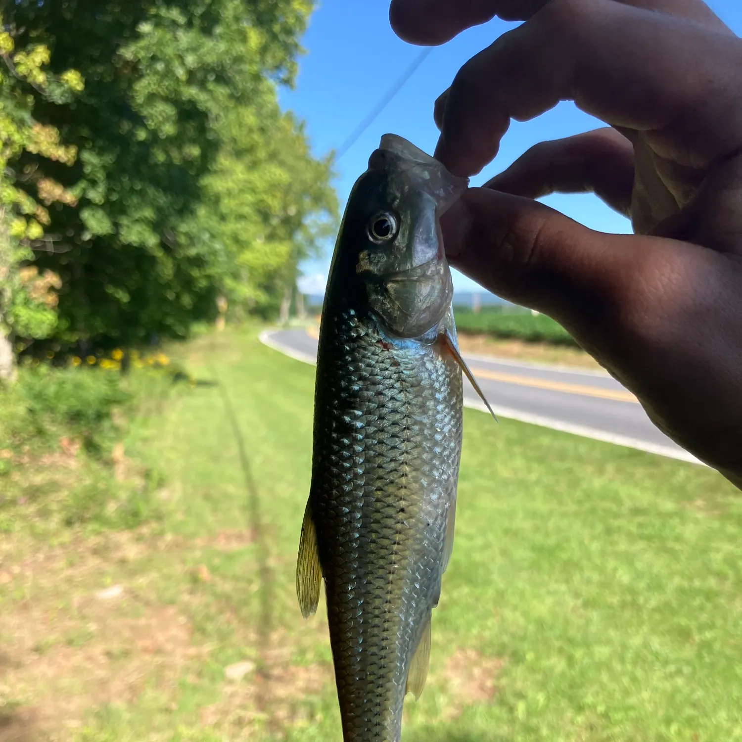 Fallfish caught on Fishbrain