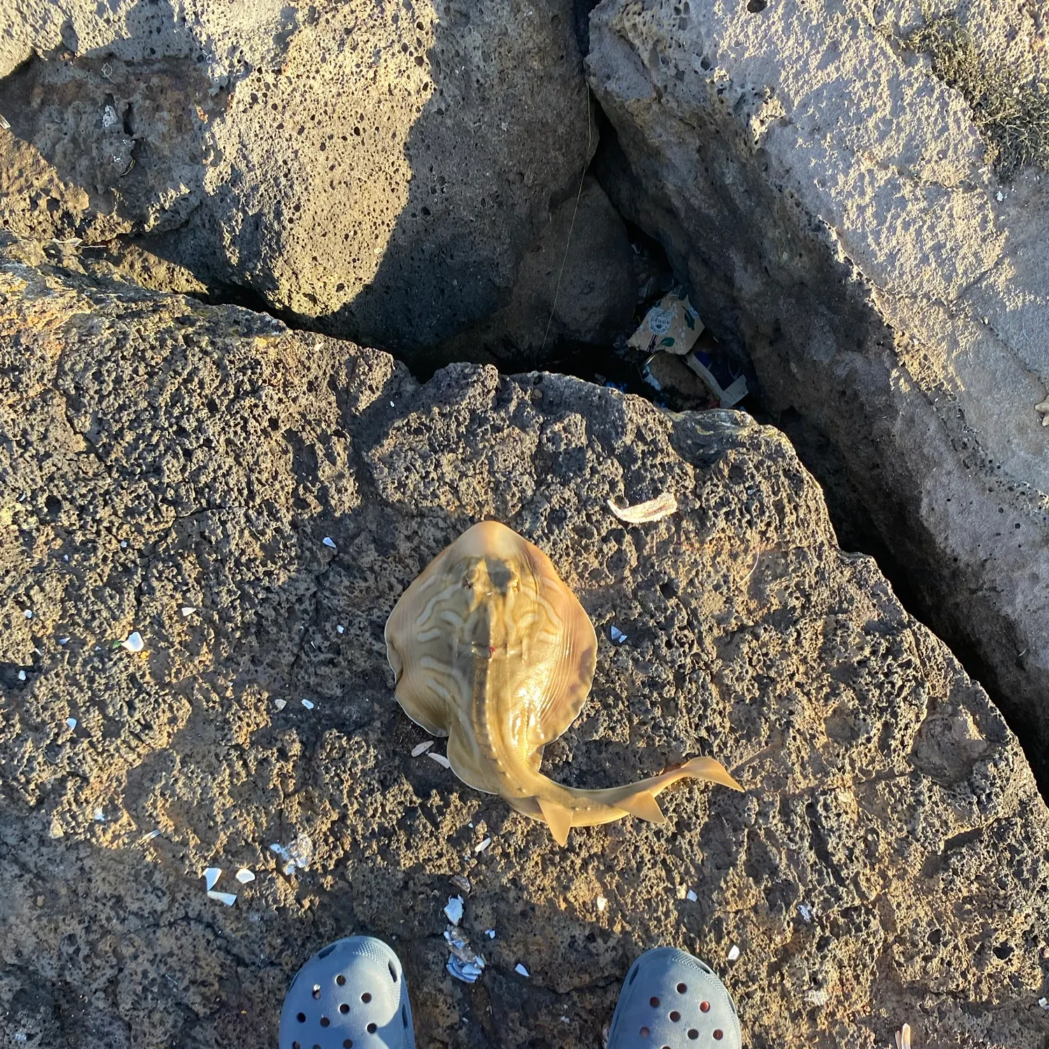The most recent Southern fiddler catches on Fishbrain
