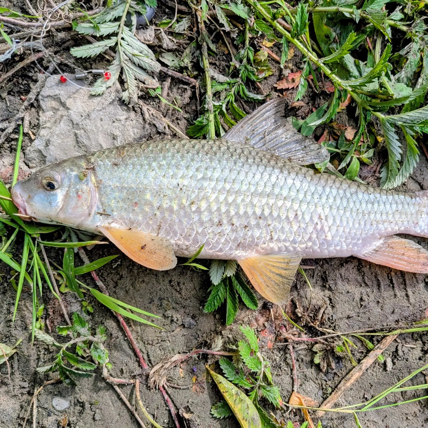 The most recent Silver redhorse catches on Fishbrain