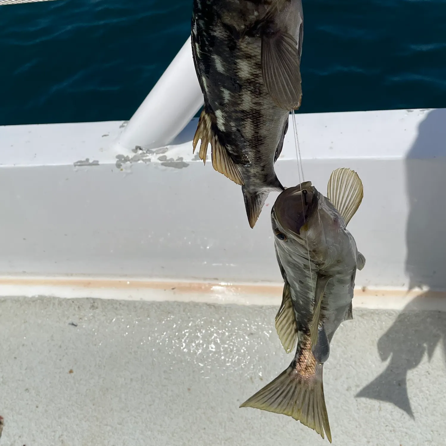The most recent Kelp bass catches on Fishbrain