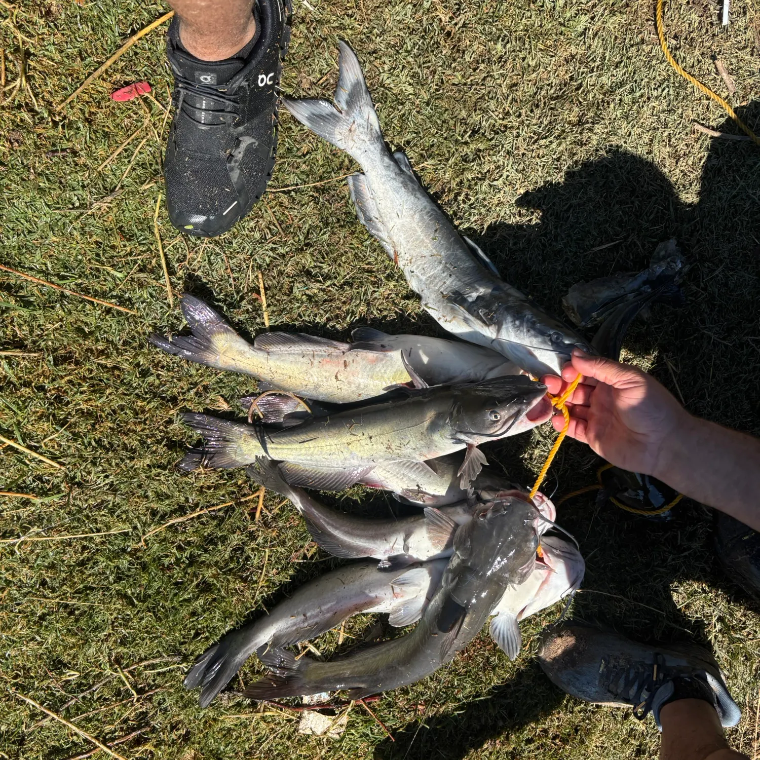 Channel catfish caught on Fishbrain