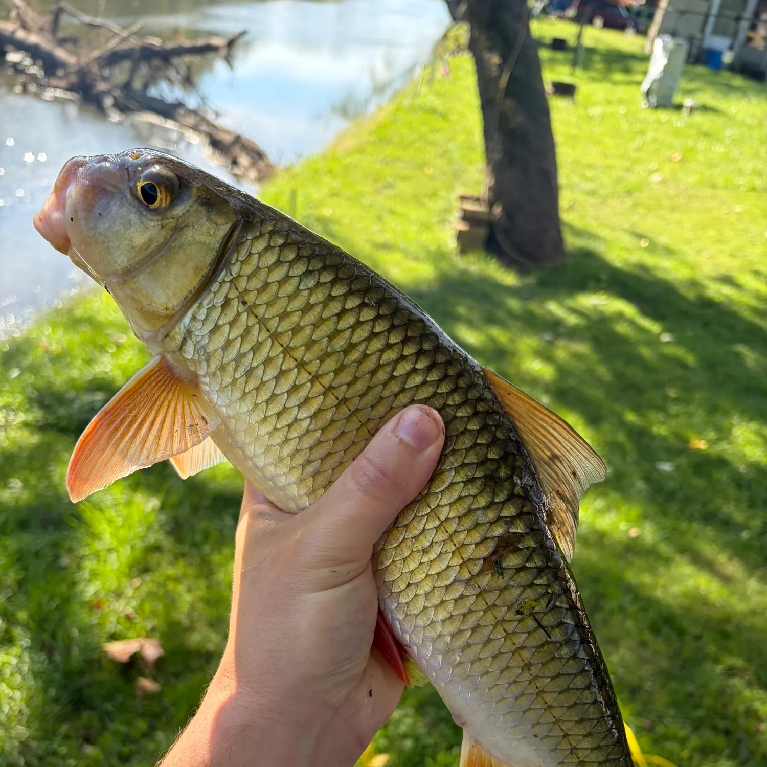 Golden redhorse caught on Fishbrain